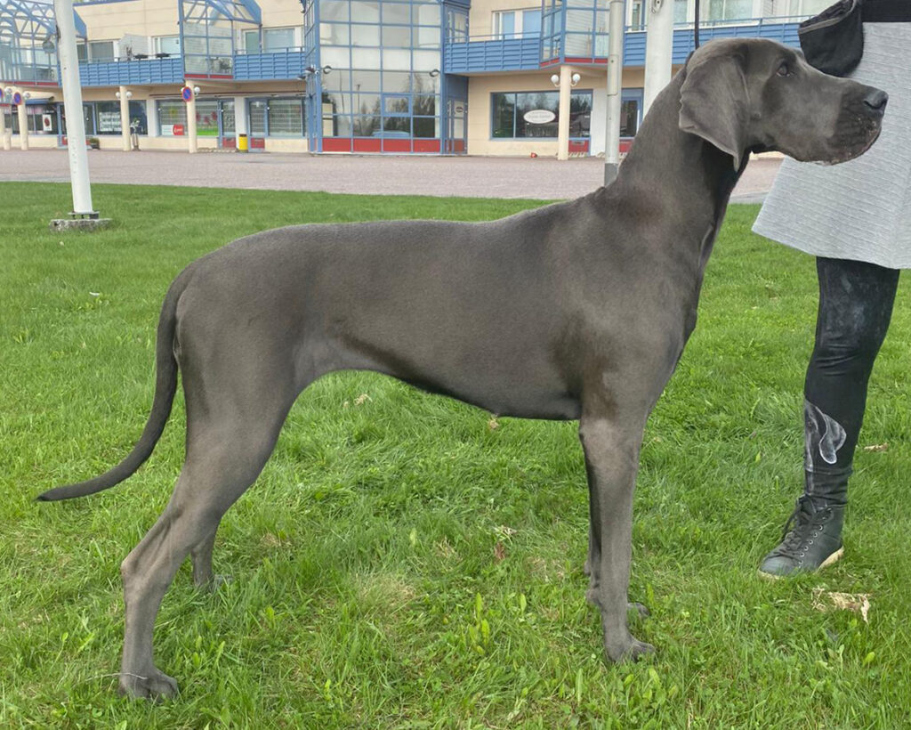 Maid's Aurora Alissa 1 year