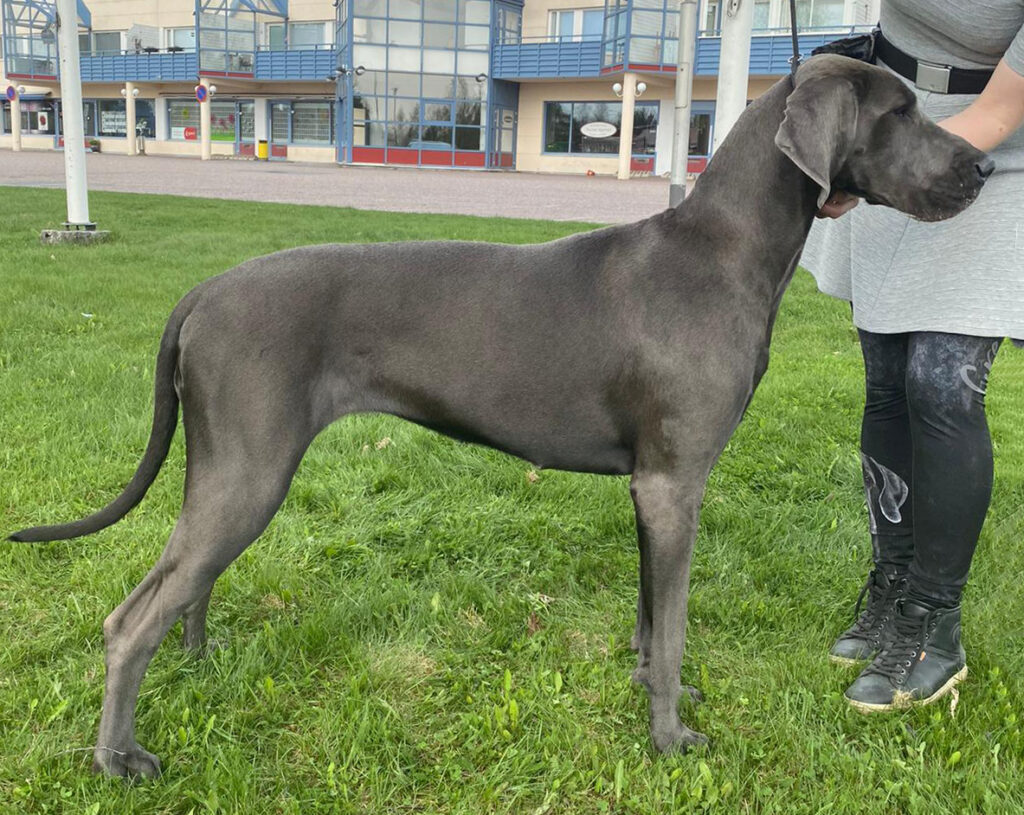 Maid's Aurora Alissa 1 year