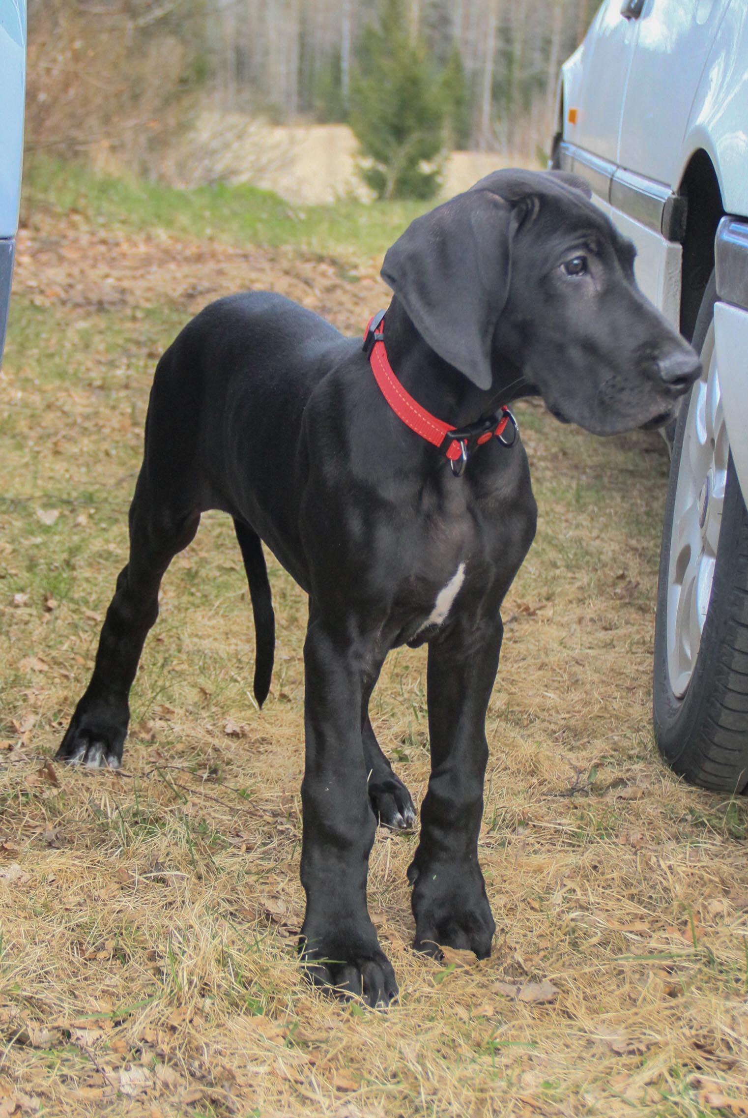 Pentutapaaminen kasvattajan luona