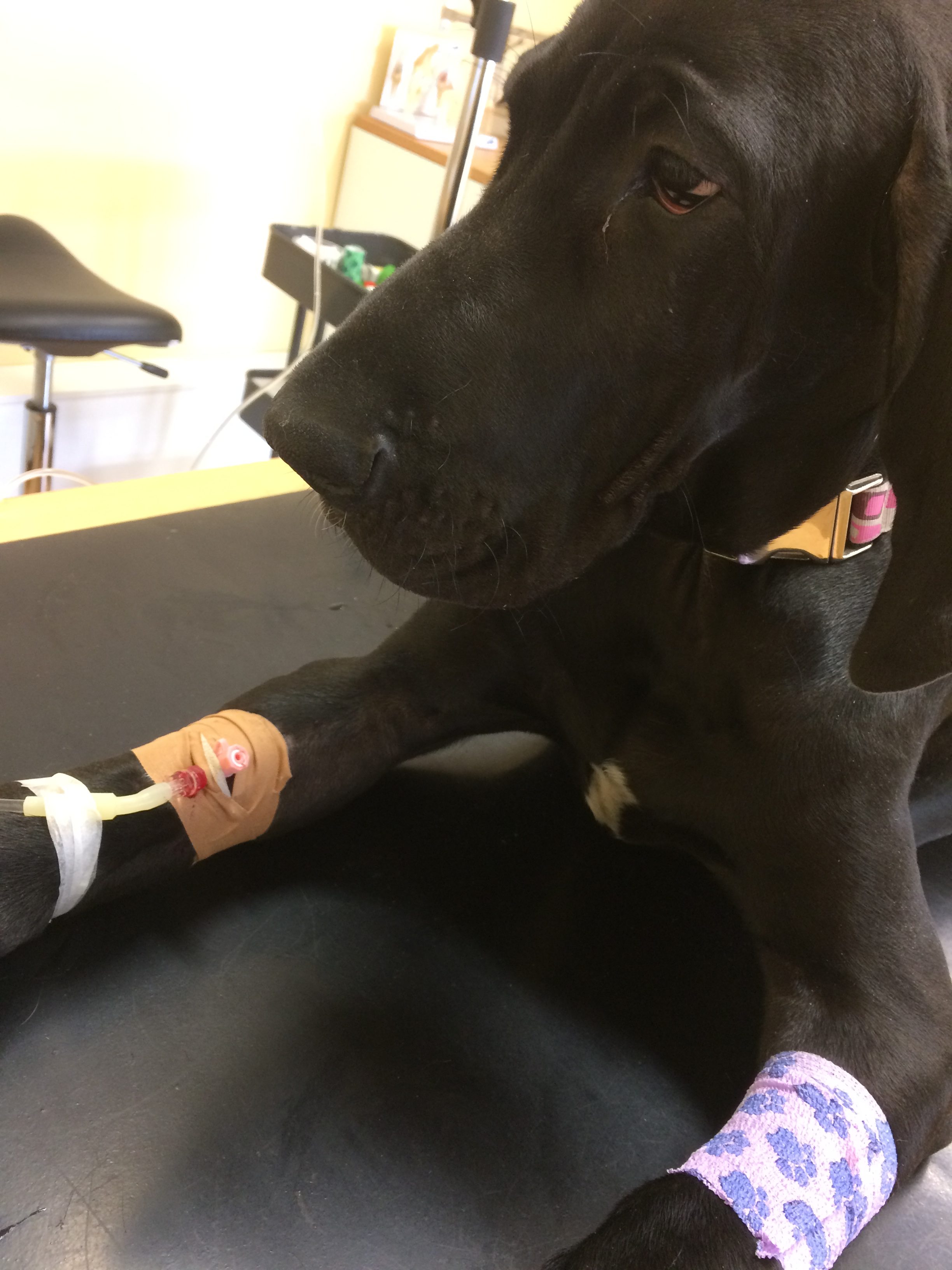 HODin ensimmäinen viikko