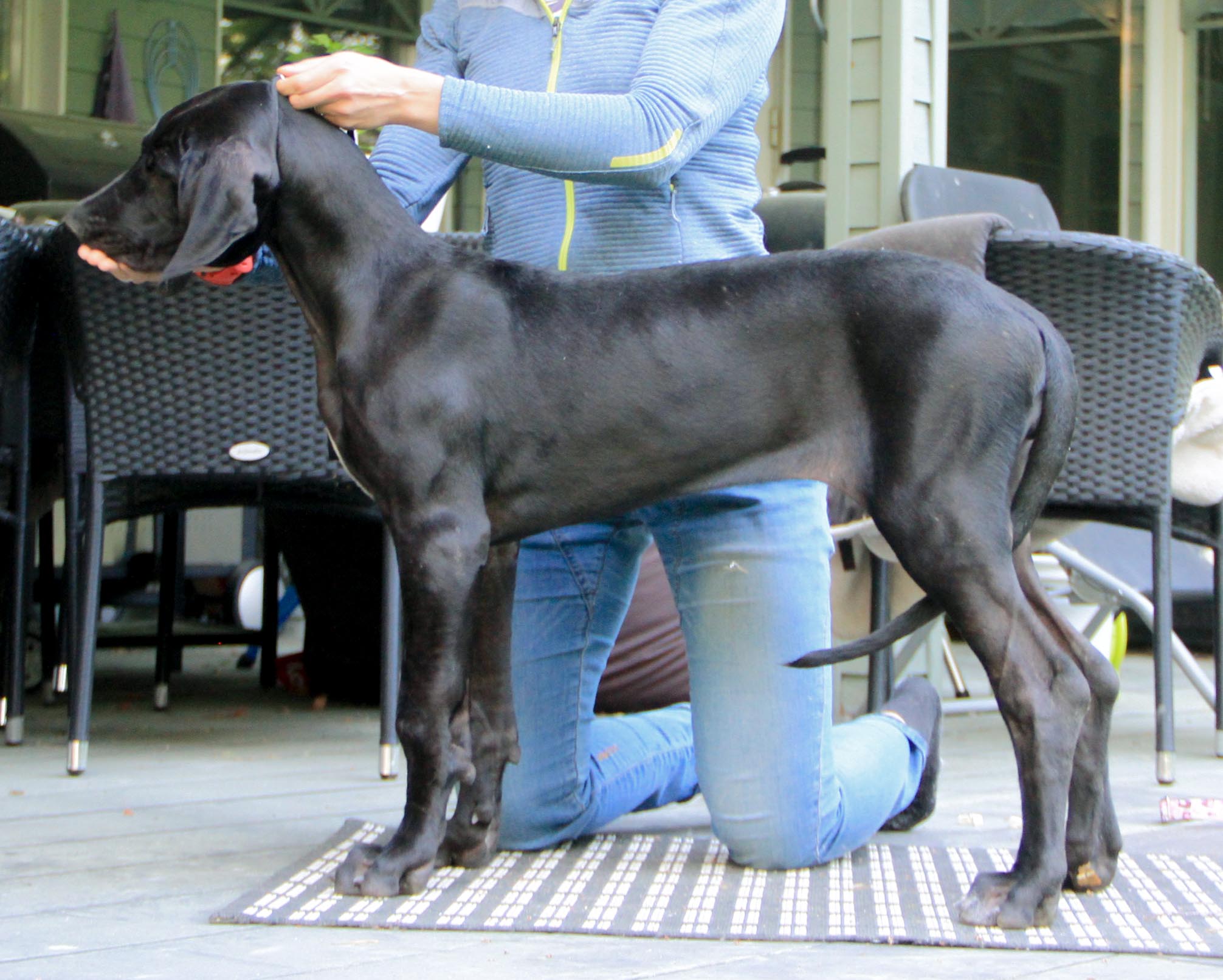 Nemi 17 viikkoa ja päivitystä työkoirana olemisesta