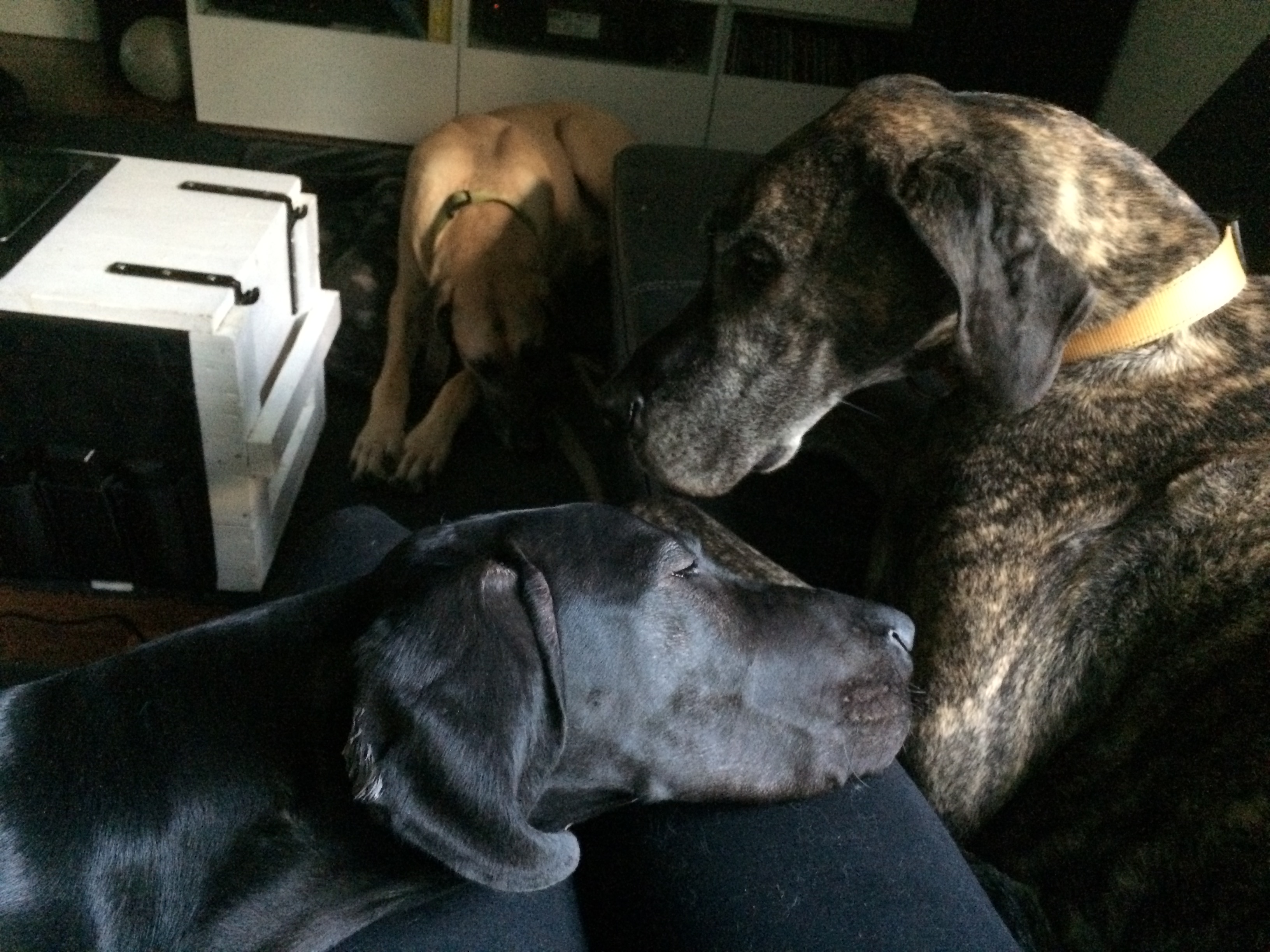 Mieltä piristäviä vieraita