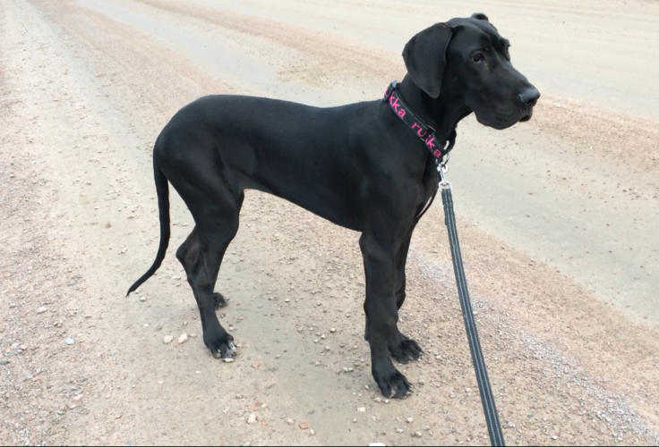 3 kuukautta HODia takana – miten meillä voidaan? (HOD, osa 8)