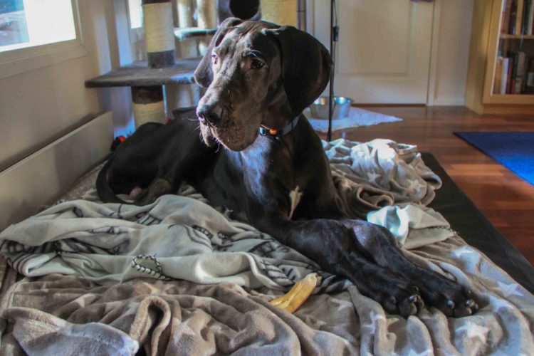 Amor kävi vieraisilla!