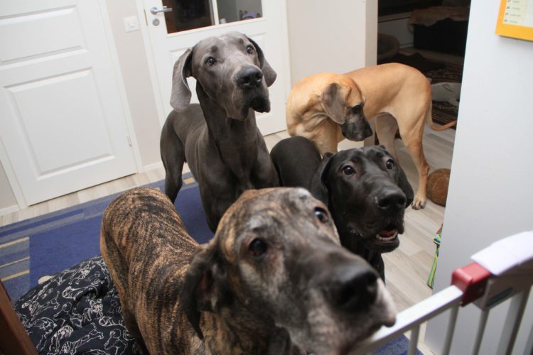 Ystäviä tapaamassa