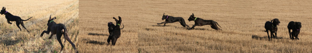 Dannyn kanssa leikkimässä ensimmäistä kertaa sitten alkukesän!