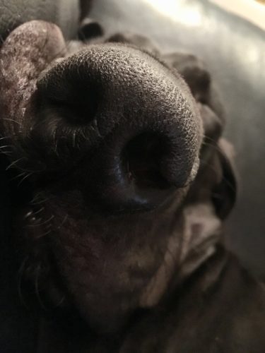 Niskalenkkiäksidentti