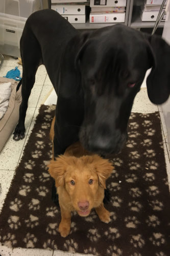 Nemin uusi(n) kaveri