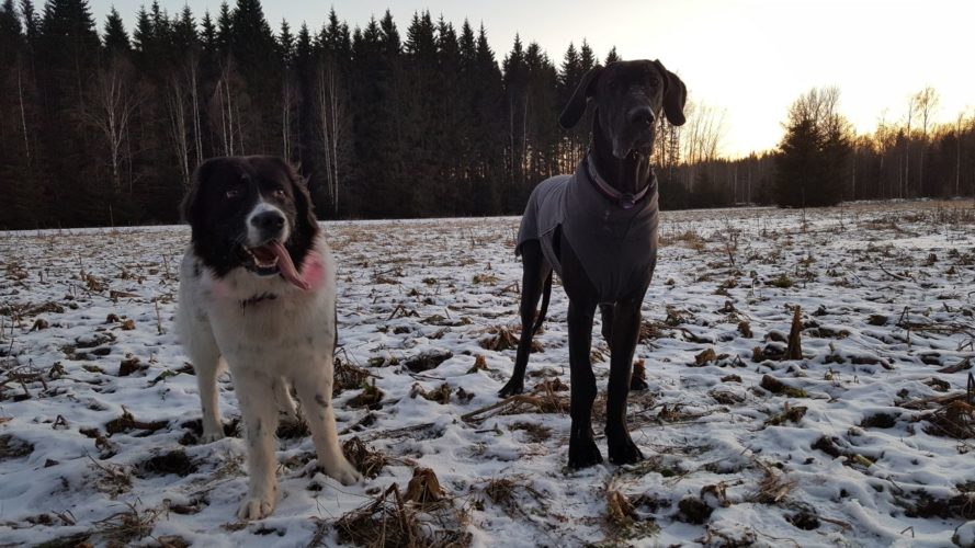 Koirakavereita ja koirauintia