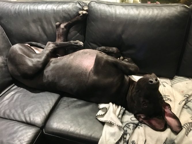 Puolen metrin hankiralli