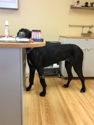 Oksuäksidentti olikin kennelyskä!