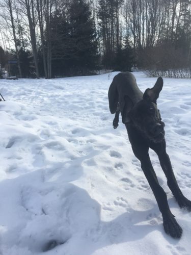 Kennelyskä nujertumassa