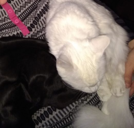 Halihetki Lumin kanssa