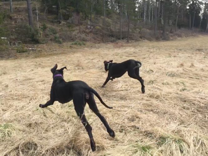 Lenkkitreffeillä ja uimassa