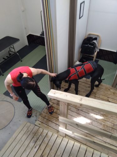 Koiranpennun väsytystä