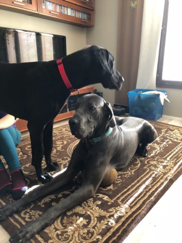 Kun telttaretki muuttui viikonlopuksi mökillä…