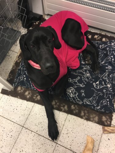 Sterilisaatiosta toipumassa