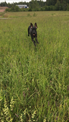 Rauhallinen juhannuksen vietto