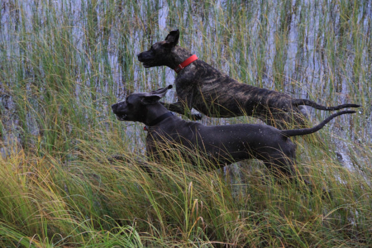 Uusi tähti taivaalla, uusi kaveri laumassa