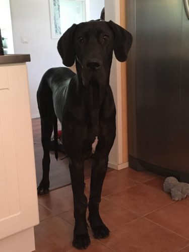 "Onko Nemillä nälkä?"