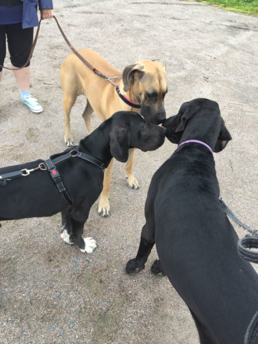 Doggimaista sunnuntaita!