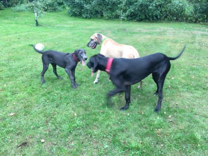 Koirakavereita kylässä