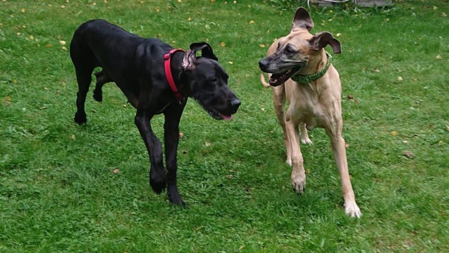 Uusintatapaaminen Pennin ja Heklan kanssa