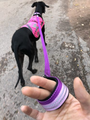 Miten meillä sujuu hihnakävelyt?