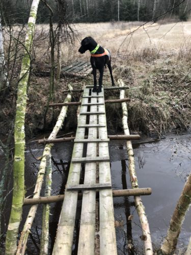 Vapaapäivän metsälenkki