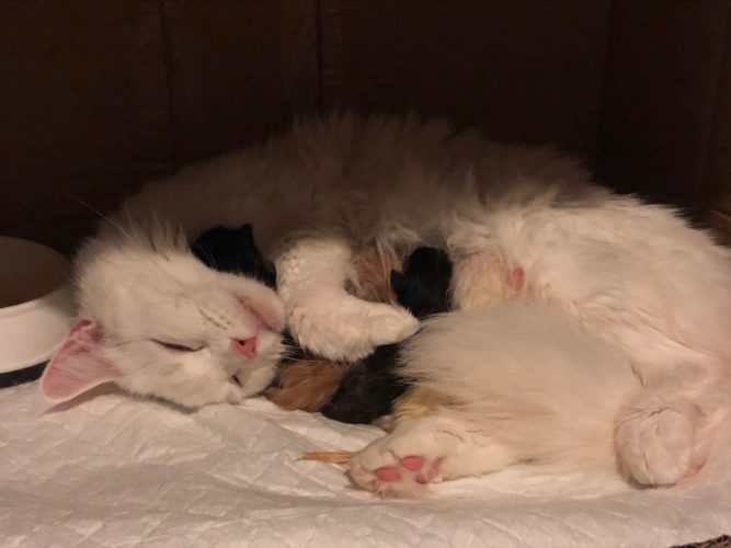 Nemistä tuli täti!