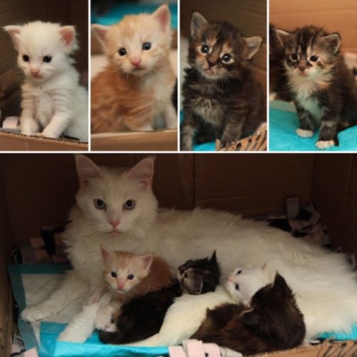 Kissanpennut on ihkuja! T. Nemi