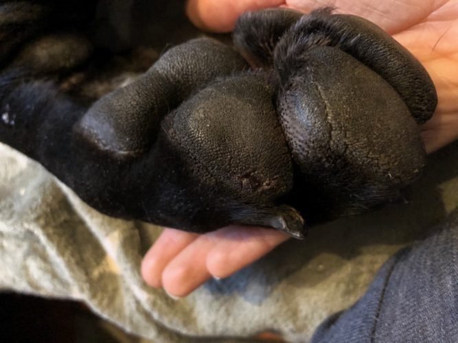 Kaikenmaailman koheltamista ja asiaa tassuhuollosta