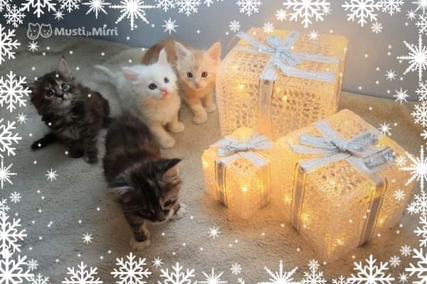 Joulu ja uusivuosi 2019