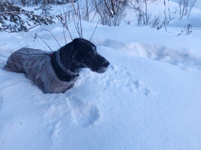 Nyt Nemi ei arvosta.