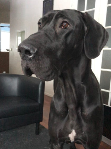 Nemi on taas tehnyt tuhmuuksia...