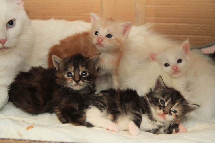 Pennut lähtevät maailmalle