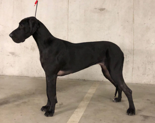 Match show Tuuloksessa