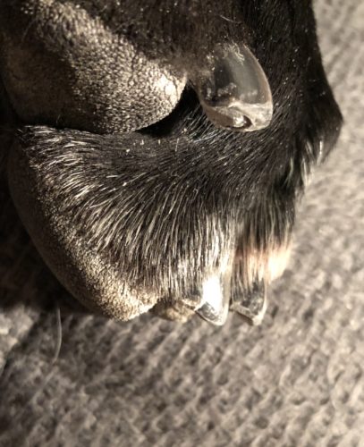 Testissä Andis CNG-1-kynsitrimmeri