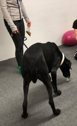 Nose work -alkeet, 2. päivä