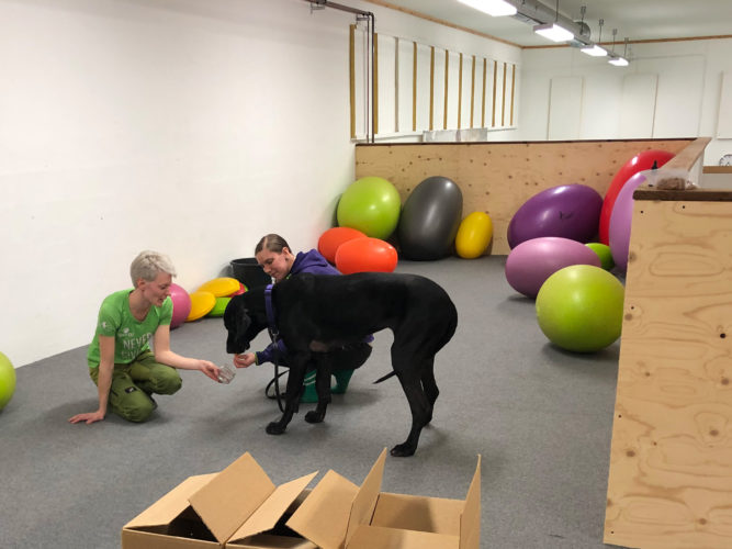 Nose work -alkeet, 1. päivä