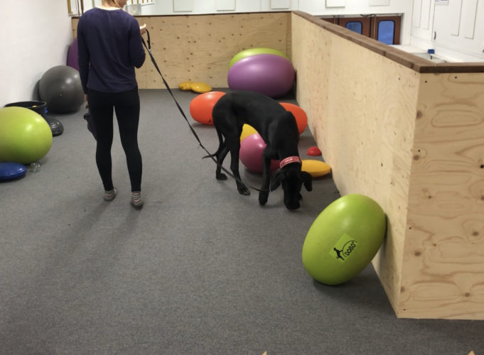 Nose work -alkeet, 4. päivä