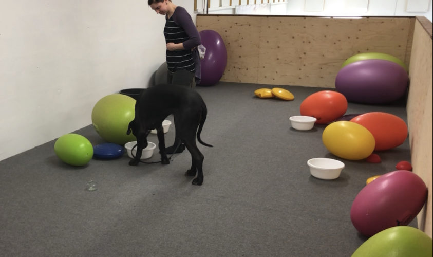 Nose work -alkeet, 5. päivä