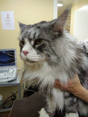 Käynti sydänultrassa - sydän puhdasta kultaa <3