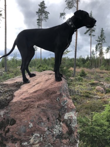 Kesäkuvia ja -juttuja, joita ei vielä julkaistu...