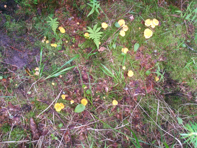 Nenätyöskentelyn seuraava haju: kantarelli