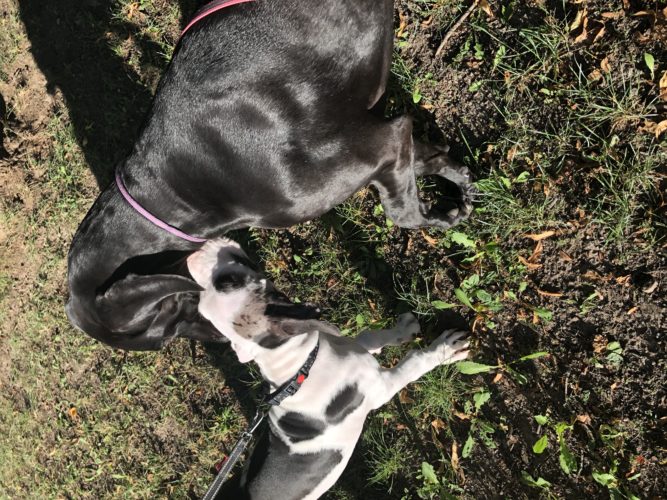 Kouvolassa doggikävelyllä