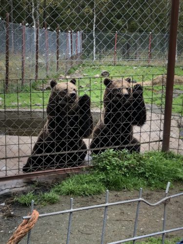 Kuusamon Suurpetokeskus sekä Sinipyrstön pyrähys
