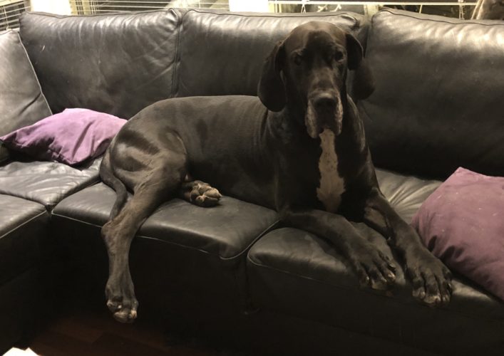 Iskäkoira Luca tuli meille!