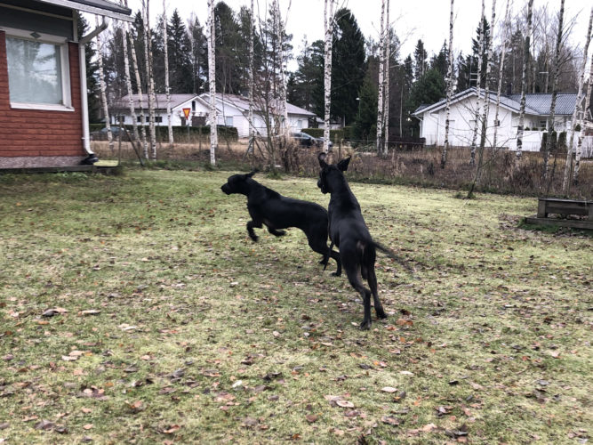 Luca lähti kotiin...