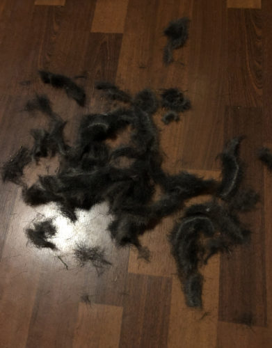 Karvanlähtö yllätti lemmikinomistajat!